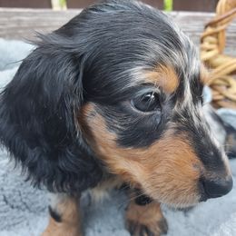 Bandit - Dapple male Dachshund puppy in Mountain Grove, Missouri from Callaway Country Dachshunds
