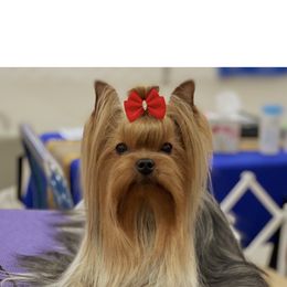 Monroe - Yorkshire Terrier
