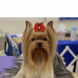 Monroe - Yorkshire Terrier