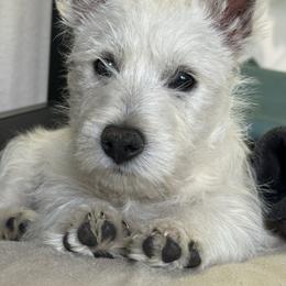 Boy 4 - White male West Highland White Terrier puppy in Red Rock, Texas from Alchemy Farms
