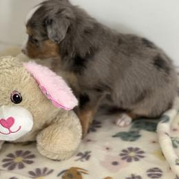 Hazel - Blue merle female Aussiedoodle puppy in Charlestown, Indiana from Forever Aussies and A Doodle