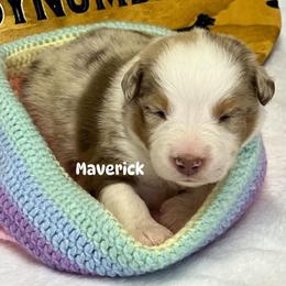Maverick - Red merle male Australian Shepherd puppy in Magee, Mississippi from Paint ByNumbers Ranch
