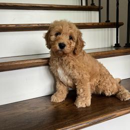 Midland - Apricot male Goldendoodle puppy in New Waverly, Texas from C.P. Puppy Buddies