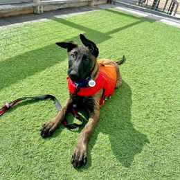 Belgian Malinois and German Shepherd Puppies from Légende Vivante Du Chief Kennel