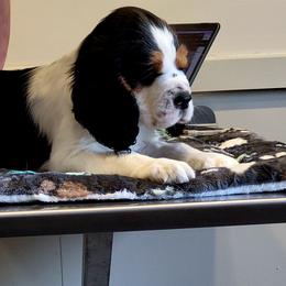 Denim - Black white and tan male English Springer Spaniel puppy in Derby, Vermont from Ledge N' Tree English Springer Spaniels