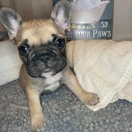 French Bulldog Puppies from Kiru Kennels