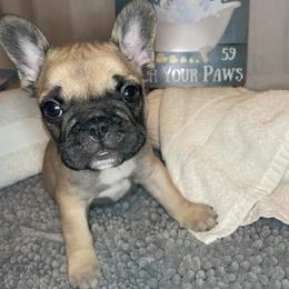 French Bulldog Puppies from Kiru Kennels