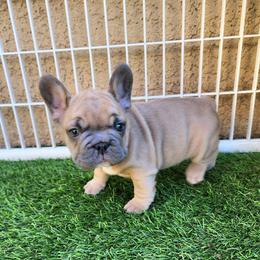 Prince - Blue male French Bulldog puppy in Las Vegas, Nevada from Fabulousbulldogs LLC