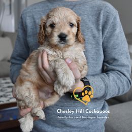 Cockapoo Puppies from Chesley Hill Cockapoos