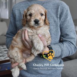 Cockapoo Puppies from Chesley Hill Cockapoos