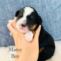 Matey - Tri-color male Bernedoodle puppy in Waco, Texas from Blessings Pups Doodles