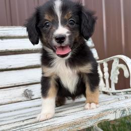 Java - Black tri male Miniature Australian Shepherd puppy in Licking, Missouri from Burnett Aussies