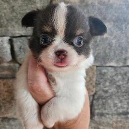 AKC BELLA IN MAINE 4200.00 - Chocolate and white female Chihuahua puppy in Newport, Maine from Pinewood Acres Chihuahuas