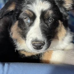 Australian Shepherds from 2Harts Aussies