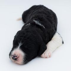 Bernedoodle, Saint Berdoodle, and Sheepadoodle Puppies from Yankee Doodle Puppies