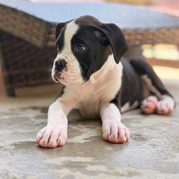 Dolly - Brindle female Boxer puppy in Georgia from Stephanie’s Boxers
