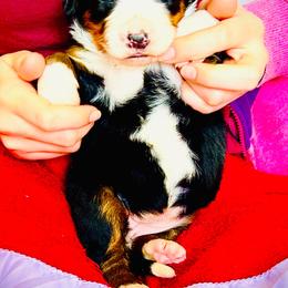 Elizabeth - Black rust and white female Bernese Mountain Dog puppy in Strasburg, Ohio from Lois Allison