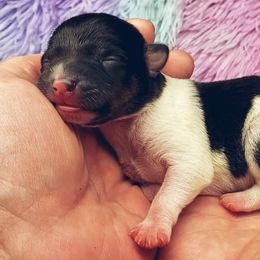 Chihuahua and Rat Terrier Puppies from Emadens