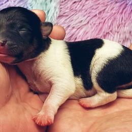 Chihuahua and Rat Terrier Puppies from Emadens