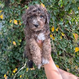 Scout - Chocolate merle male Bernedoodle puppy in Fallon, Nevada from Wild Roots Doodles