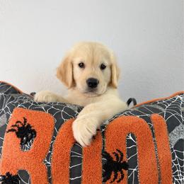 Ms Green - Golden female Golden Retriever puppy in Moapa, Nevada from Little Bitta Luck Farms