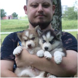 Pomsky and Siberian Husky Puppies from Hudson’s Huskies & Pomskies