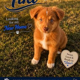 Tiki - Red tri male Miniature Australian Shepherd puppy in Idalou, Texas from Lonesome Pine Mini Aussies