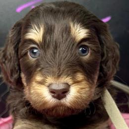 French Bulldogs and Labradoodles from Companion Creek Farm