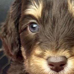 French Bulldogs and Labradoodles from Companion Creek Farm