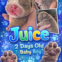 Juice - Lilac tri-color male Bulldog puppy in Seneca, South Carolina from Burrell’s Bulldog Kingdom