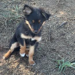 Salem - Black tri female Toy Australian Shepherd puppy in Amarillo, Texas from Duclops Ranch Aussies