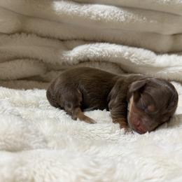 Beau - Chocolate and tan male Dachshund puppy in Rialto, California from DashiesDachLLC