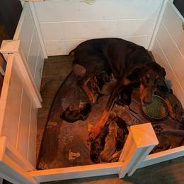 Boy 4 - Black and rust male Doberman Pinscher puppy in Elgin, Texas from New Horizons Kennels