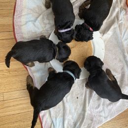 Welsh Terrier Puppies from Snow Dragon Welsh Terriers