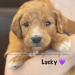 Lucky - Apricot female Goldendoodle puppy in Lancaster, Minnesota from North Star Dog Training