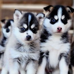 Pomsky Puppies from Big Sky Pomskies