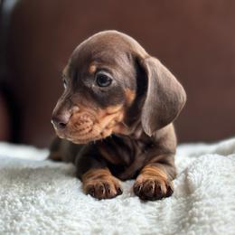 Blanton - Chocolate and tan male Dachshund puppy in Crystal, Michigan from Mare-Bella Smoothcoat Edition