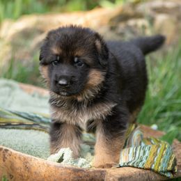 Miko (orange collar) - Black and red male German Shepherd puppy in Ballston Spa, New York from Von Fahringer Shepherds