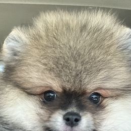 Pomeranian Puppies from Candy Shop Poms