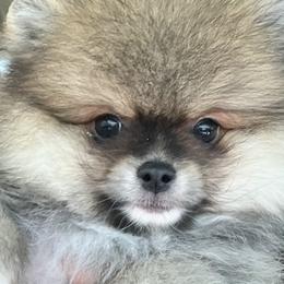 Pomeranian Puppies from Candy Shop Poms