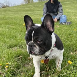 Gemma - French Bulldog
