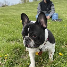Gemma - French Bulldog