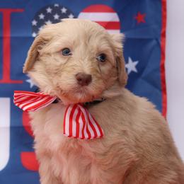 Apple Pie - Brown and white female Bernedoodle puppy in Westminster, South Carolina from Goldendoodlepuppiessc