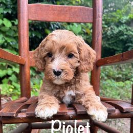 Piglet - Red male Australian Labradoodle puppy in Eastover, North Carolina from Joyful Hearts Australian Labradoodles