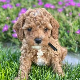 Lincoln - Red  male Poodle puppy in Herriman, Utah from Shaggy Mountain Pups LLC