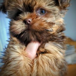 Shih Tzu, Shorkie, Yorkipoo, and Yorkshire Terrier Puppies from Little Rascal Ranch