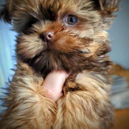 Shih Tzu, Shorkie, Yorkipoo, and Yorkshire Terrier Puppies from Little Rascal Ranch