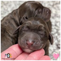 Adorable Chocolate Labradoodle Girls - Chocolate female Labradoodle puppy in Jeddo, Michigan from Apple Creek Doodles