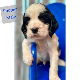 Popper - White and black male English Springer Spaniel puppy in Madison, Indiana from McCollough's Pawsome Spaniels and Danny's Delightful Dachshunds