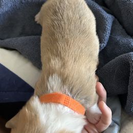 Orange boy - Red male Pembroke Welsh Corgi puppy in Largo, Florida from Nauti Corgi’s